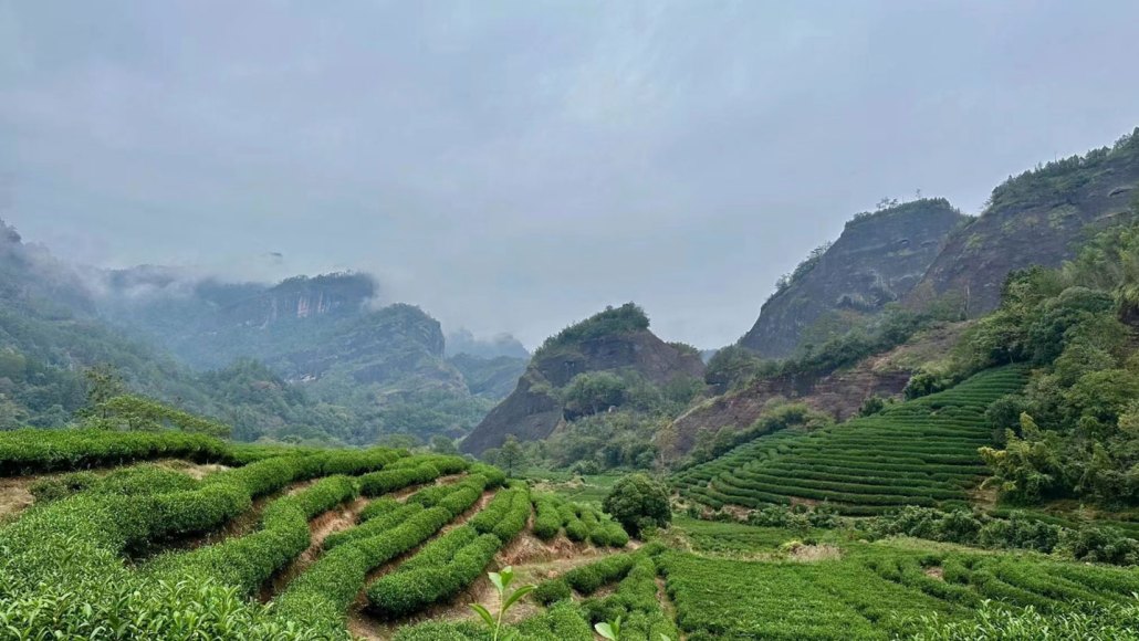 Enhancing Tea Flavor Naturally: Microbial Magic in the Roots