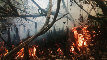Massive fire in Sundarbans spans for about two kilometres
