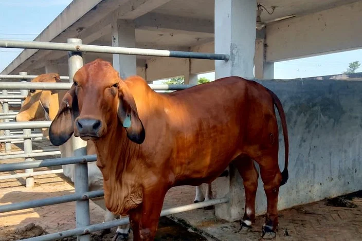 ব্রাহমা নিষিদ্ধ