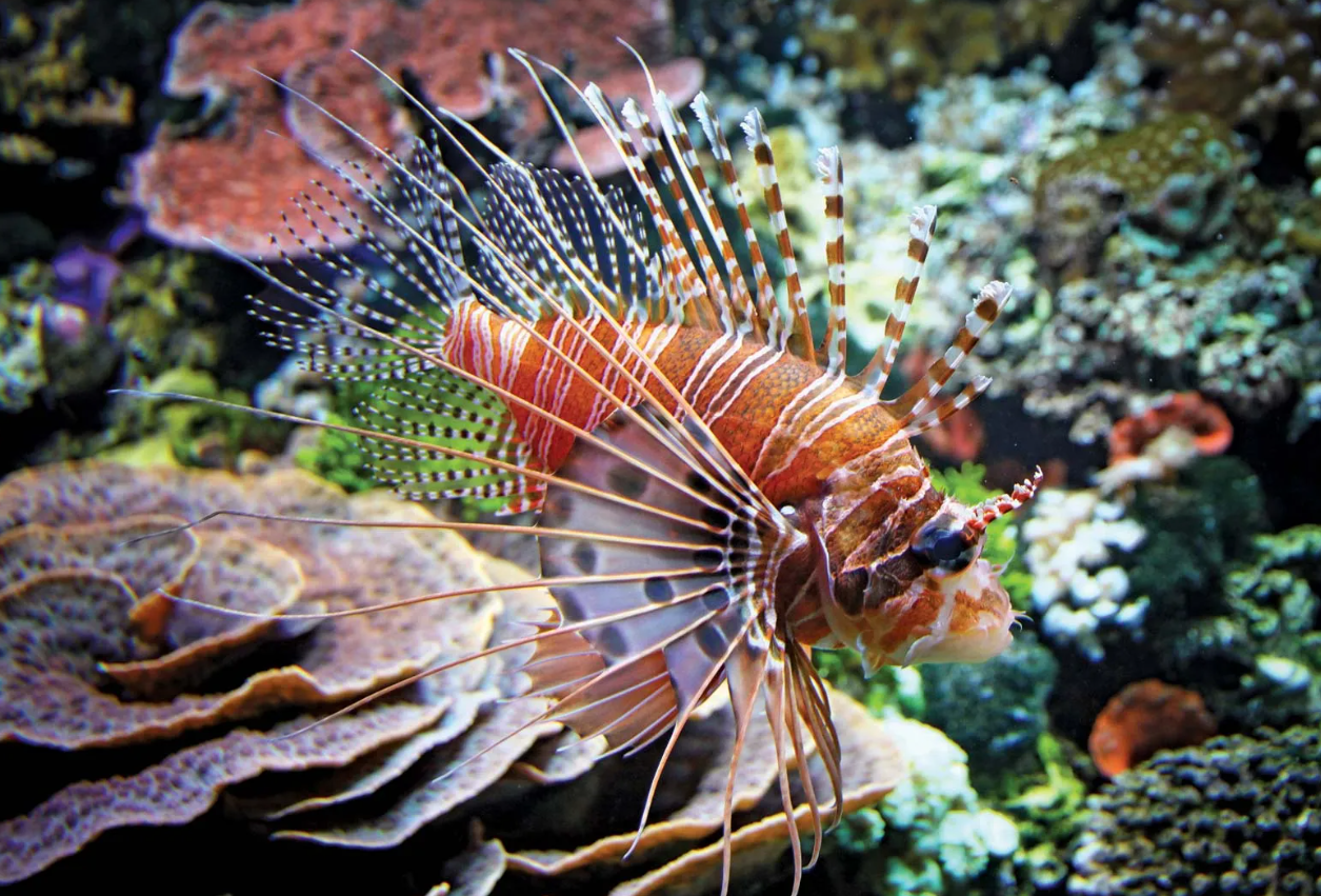 Lionfish Spread: A Global Challenge for Marine Biodiversity
