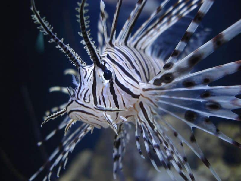ow Lionfish Became One of the World’s Most Invasive Species"