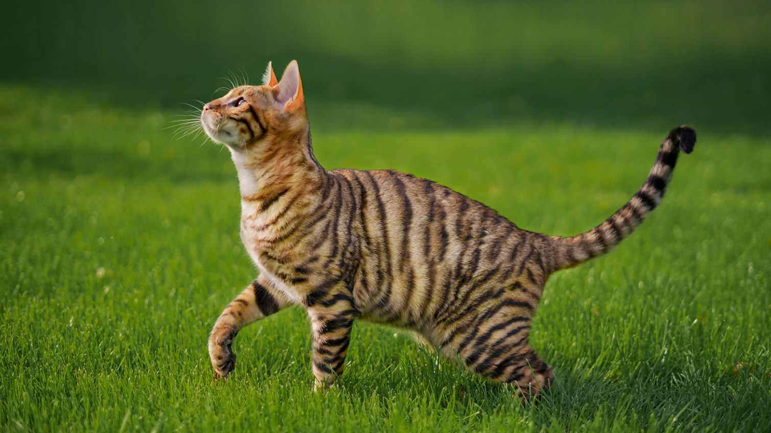 Toyger Cats: The Evolution of a Designer Breed