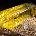 A New equation for soybeans: Oil, protein and the cost of damage