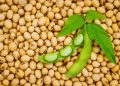A New equation for soybeans: Oil, protein and the cost of damage