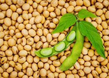 A New equation for soybeans: Oil, protein and the cost of damage