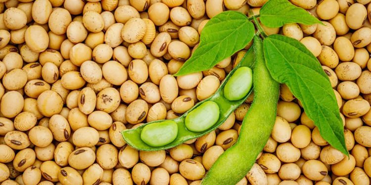 A New equation for soybeans: Oil, protein and the cost of damage