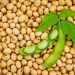 A New equation for soybeans: Oil, protein and the cost of damage